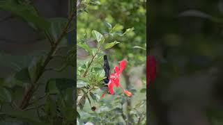 The Purple Sunbird||#shortsvideo #birds #nikon #wildlife #trending