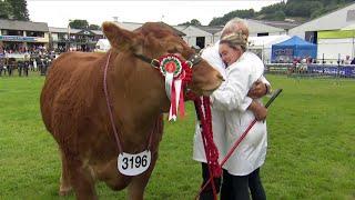 Pencampwriaeth Gwartheg Limousin | Limousin Cattle Championship