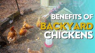 Benefits of Adding Backyard Chickens | Harmony, Fresh Eggs, and Gardening Bliss