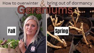 OVERWINTER THEN BRING GERANIUMS OUT OF DORMANCY \ FALL TO SPRING