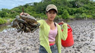 Catching Huge Mud Crabs at Swamp after Water Low Tide