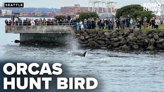 Orca whales hunt bird in rarely seen behavior as Seattle spectators look on