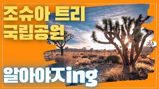 [미국오면] 조슈아 트리 국립공원 (Joshua Tree National Park) - 밤하늘의 별을 가장 아름답게 볼 수 있는 곳!