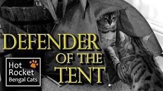 Bengal cats playing & hiding - cat tents battle royale!