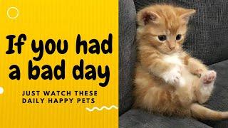 If you had a bad day, just watch these daily happy pets | Day 106