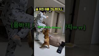만취한 아빠 몸바쳐 지키는 강아지..(동족 보호인가요?)