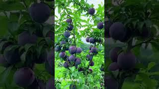 Plum fruit Growing #fruit #harvesting #farming