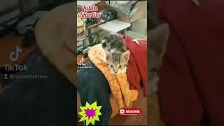 THE DESTROYER  #shorts #kitten #destroyer #funny #tiktok #instagram #share #subscribe