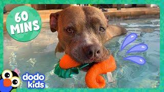 Pit Bull Is OBSESSED With The Pool And More Hilarious Dogs! | 1 Hour Of Animal Videos | Dodo Kids