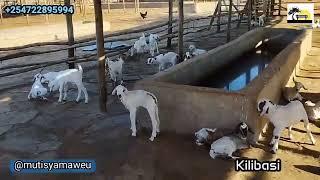 Gala goat farming boom in Kilibasi