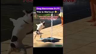Dog Becomes DJ?! This Is Hilarious!
