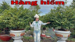 26/12/24 096 6979590 gặp Trinh  mai bonsai hàng sưu tầm