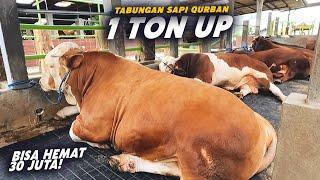 KANDANG KUSUS SAPI 1 TON UP, SAPI QURBAN MONSTER HARGA MURAH, Tabungan Qurban 2025