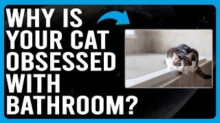 Why Is Your Cat Obsessed With The Bathroom? (Why Are Cats Attracted To Bathrooms?)