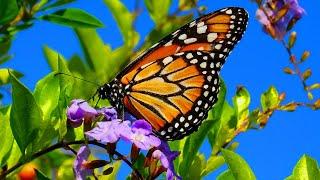 Beautiful Butterflies & The Best Relaxing Piano - Sleep Relaxing Music - 2 Hours - HD 1080P