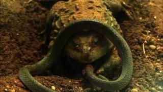 eDiscovery | Wildlife Amazing Animals | African Bull Frog vs Snake