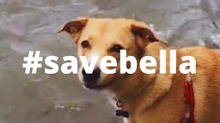 #savebella + random thatveganteacher edit