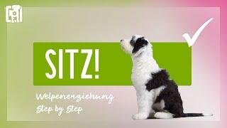 Welpen Sitz beibringen - Welpenerziehung Step by Step