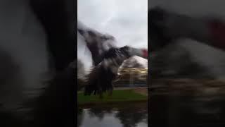 Flying muscovy drakes