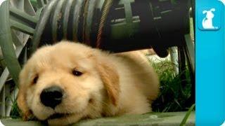 Puppy Love - Golden Retriever Puppies