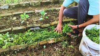 How to Compost Without a Compost Bin: A Garden Path Hack ||Secret Garden Hacks