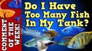 Do I have too many fish in my tank? Comment of the week episode 1