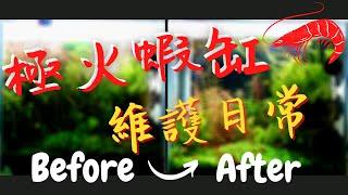 【岳來悅蝦】我的極火蝦缸滿周年啦! 種植紅宮廷樹海! | 整體介紹兩缸 | 蝦缸 | 極火蝦 | 水草缸 | Cherry Shrimp Tank #2