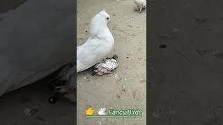 Pigeon Love  video