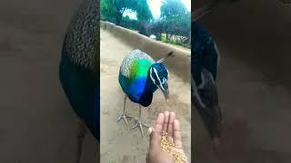 peacock beautiful #bird #tharparkar #mor