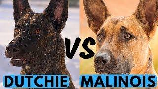 Belgian Malinois vs Dutch Shepherd Difference