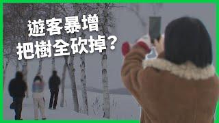 超越旅遊極限把樹全砍掉？遊客暴增物價飆漲又擾民！日本如何應對無止盡遊客潮？ 【TODAY 看世界】