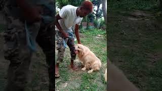 golden retriever SELL kora hobe Bangladesh Tangail best dog cannell mohera  01617011652