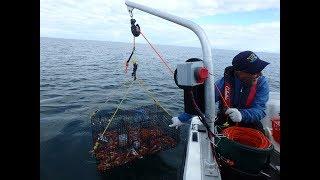 Shrimping Strait of Juan de Fuca