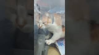 kedi iceri girmeme izin vermedi