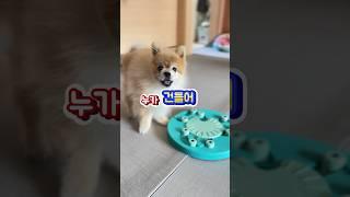 강아지 공격성, 훈련 2 가지 다하는 비결 The secret to both dog aggression and training#포메라니안#강아지훈련