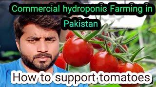 How to support tomatoes in hydroponic| Commercial hydroponic Farming in Pakistan#farming #hydroponic