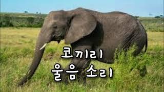 ELEPHANT SOUND EFFECT 코끼리 울음소리 모음 효과음 소리 동물 animal #코끼리 #소리 #효과음