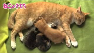 おかあさんと子猫【いぬのきもち・ねこのきもち】