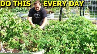 5 Tasks You Should Do EVERY DAY in the Veggie Garden