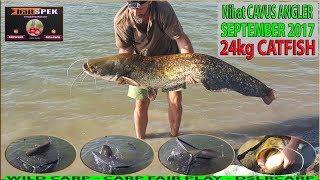 Wild İstanbul Catfish 24kg 160cm