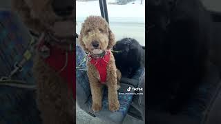 Dogs getting on a bus