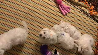 Bichon Frise Puppy "Red" wants out of enclosure   42 days old