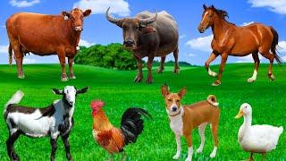 Learn About Farm Animals - Cows, Chickens, Goats, Buffaloes, Horses, Rabbits - Familiar Animals