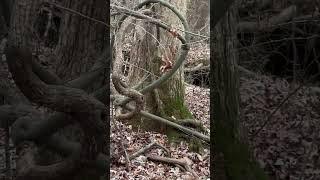 #Shorts: Wild Grape and Supplejack Vines in the Forest along Madison, AL’s Bradford Creek Greenway!