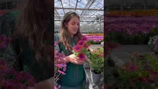 A glimpse at our British Growers 