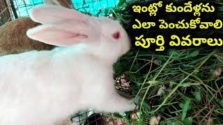 How to grow rabbits at home full details | @youngfarmeratoztelugu