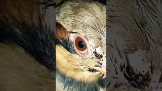 iski ankhen dekho  look at the eyes ️ #shorts #viral