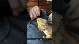 Bearded Dragon Love