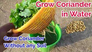 Grow Coriander Without Soil / Coriander only in water with Update / Coriander planting at home