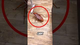 Run When You See this Giant Cockroach  #shorts